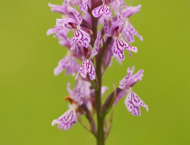 Prstnatec plamatý pravý (Dactylorhiza maculata (L.)