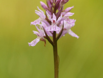 Prstnatec plamatý pravý (Dactylorhiza maculata (L.)