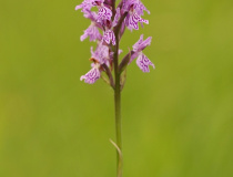Prstnatec plamatý pravý (Dactylorhiza maculata (L.)