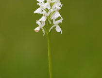 Prstnatec plamatý pravý (Dactylorhiza maculata (L.)  - bílá varianta květů