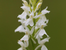 Prstnatec plamatý pravý (Dactylorhiza maculata (L.)  - bílá varianta květů