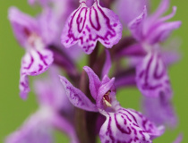 Prstnatec plamatý pravý (Dactylorhiza maculata (L.)