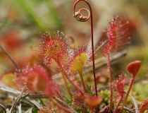 Rosnatka okrouhlolistá (Drosera rotundifolia)