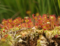 Rosnatka okrouhlolistá (Drosera rotundifolia)
