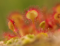 Rosnatka okrouhlolistá (Drosera rotundifolia)