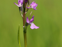 Rudohlávek bahenní (Anacamptis palustris)