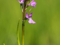 Rudohlávek bahenní (Anacamptis palustris)