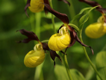 Střevičník pantoflíček (Cypripedium calceolus)