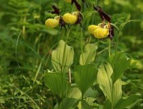 Střevičník pantoflíček (Cypripedium calceolus)