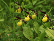 Střevičník pantoflíček (Cypripedium calceolus)