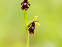 Tořič hmyzonosný (Ophrys insectifera)