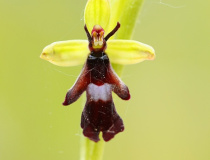 Tořič hmyzonosný (Ophrys insectifera)