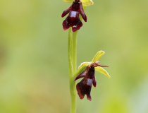 Tořič hmyzonosný (Ophrys insectifera)