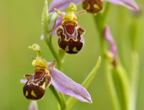 Tořič včelonosný (Ophrys apifera)