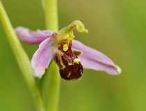 Tořič včelonosný (Ophrys apifera)