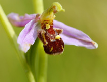 Tořič včelonosný (Ophrys apifera)