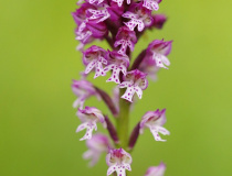 Vstavač Dietrichův (Orchis x dietrichiana)