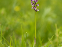 Vstavač Dietrichův (Orchis x dietrichiana)