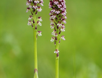 Vstavač osmahlý pravý (Orchis ustulata var. ustulata)