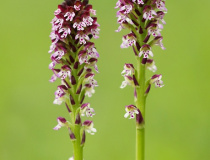 Vstavač osmahlý pravý (Orchis ustulata var. ustulata)