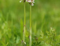 Vstavač osmahlý pravý (Orchis ustulata var. ustulata)