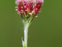 Kociánek dvoudomý (Antennaria dioica)