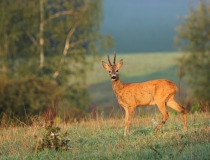01 .Srnec obecný (Capreolus capreolus)