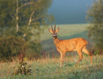 01b.Srnec obecný (Capreolus capreolus)