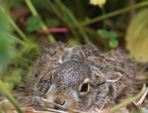 100.Zajíček (Lepus europaeus)