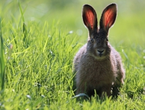 101.Mladý zajíc (Lepus europaeus)