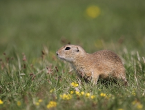 102.Sysel obecný (Spermophilus citellus)