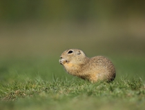 103.Sysel obecný (Spermophilus citellus)