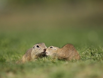 104.Syslí láska (Spermophilus citellus)