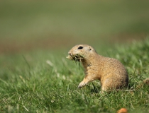 105.Sysel obecný (Spermophilus citellus)