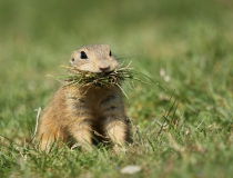 106.Sysel obecný (Spermophilus citellus)