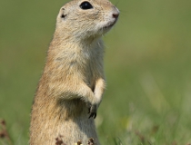 107.Sysel obecný (Spermophilus citellus)
