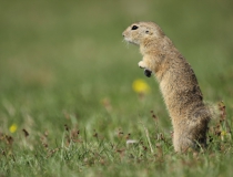 108.Sysel obecný (Spermophilus citellus)