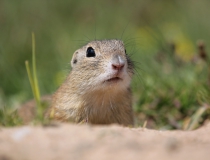 109.Sysel obecný (Spermophilus citellus)