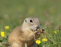110.Sysel obecný (Spermophilus citellus)
