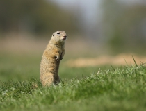 111.Sysel obecný (Spermophilus citellus)