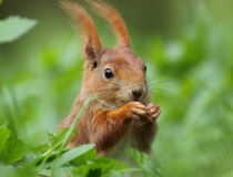 112.Veverka obecná (Sciurus vulgaris)