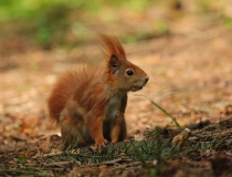 113.Veverka obecná (Sciurus vulgaris)
