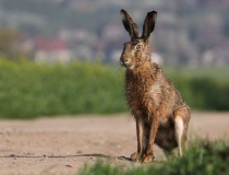 114.Zajíc polní (Lepus europaeus)
