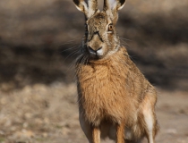 115.Zajíc polní (Lepus europaeus)