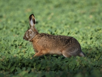 116.Zajíc polní (Lepus europaeus)