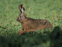 117.Zajíc polní (Lepus europaeus)
