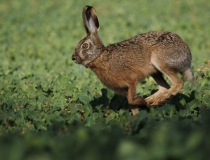 118.Zajíc polní (Lepus europaeus)