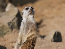 119.Surikata (Suricata suricata)