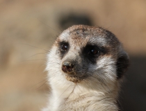 120.Surikata (Suricata suricata)