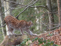 123.Rys ostrovid (Lynx lynx)
